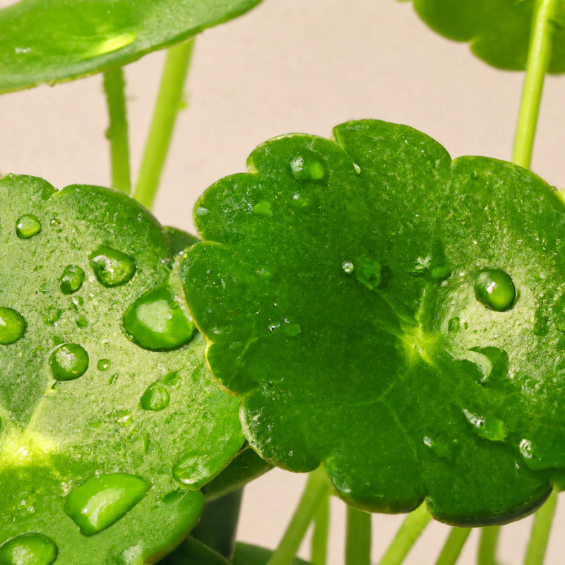 What Is Cica? Benefits of Centella Asiatica for Hands